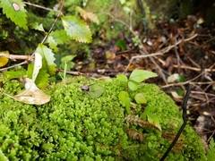 Corybas