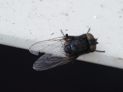 Australophyra rostrata