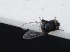 Australophyra rostrata