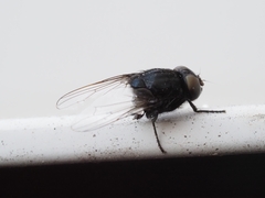 Australophyra rostrata