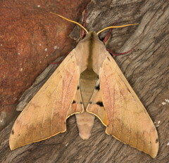 Pseudoclanis postica