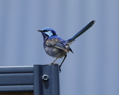 Malurus splendens splendens