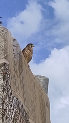 Falco tinnunculus canariensis