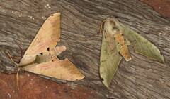 Pseudoclanis postica