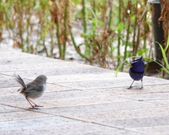 Malurus splendens splendens