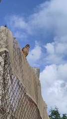 Falco tinnunculus canariensis