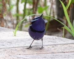 Malurus splendens splendens