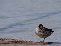 Malacorhynchus membranaceus