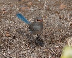 Malurus splendens splendens