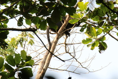 Cercopithecus nictitans