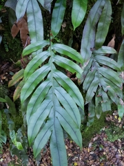 Blechnum colensoi