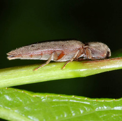 Synaptus filiformis