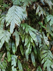 Blechnum colensoi