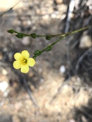 Linum africanum