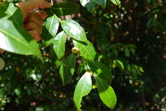 Glochidion ferdinandi