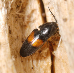 Drapetes mordelloides