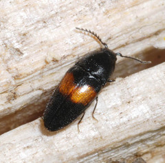 Drapetes mordelloides