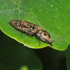 Prosternon tessellatum