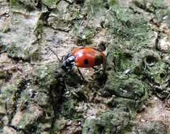 Endomychus biguttatus