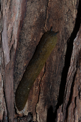 Pseudaneitea