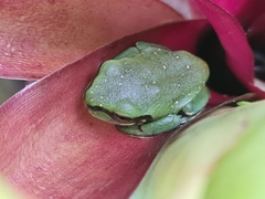 Ranoidea caerulea