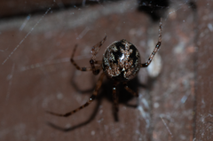 Cryptachaea blattea