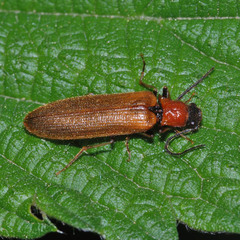 Denticollis linearis