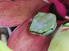 Ranoidea caerulea