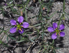 Fagonia cretica