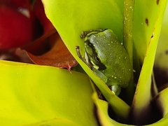 Ranoidea caerulea