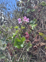 Pelargonium peltatum