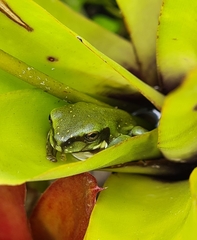 Ranoidea caerulea