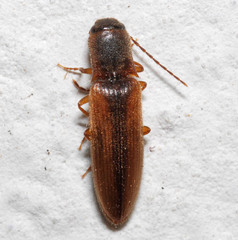 Dalopius marginatus