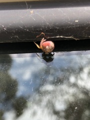 Araneus albotriangulus