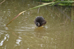 Poliocephalus rufopectus