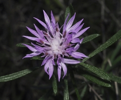 Centaurea aspera