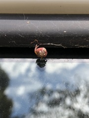 Araneus albotriangulus