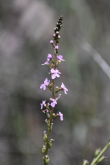 Stylidium graminifolium