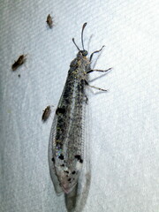 Bandidus canifrons