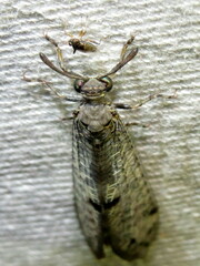 Bandidus canifrons