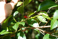 Glochidion ferdinandi