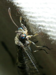 Bandidus canifrons