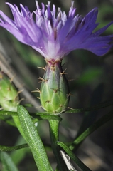 Centaurea aspera