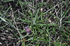 Centaurea aspera