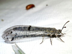 Bandidus canifrons