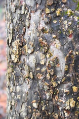 Aleurodiscus oakesii