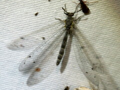 Bandidus canifrons