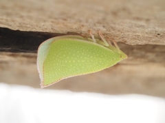 Siphanta acuta