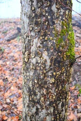 Aleurodiscus oakesii