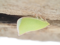 Siphanta acuta